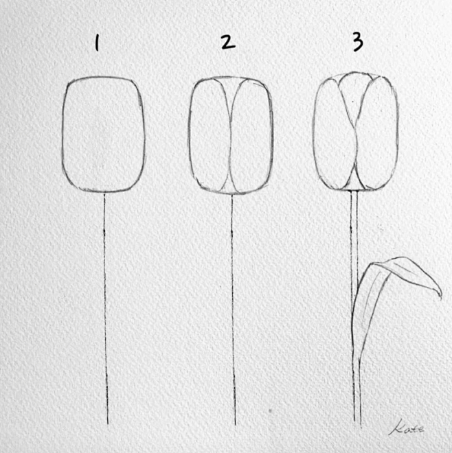 Tulip
How to draw fl...