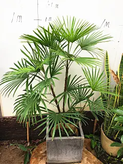 棕竹

（学名：Rhapis excelsa (Thunb.) Henry ex Rehd.）又称观音竹、筋头竹、棕榈竹、矮棕竹，为棕榈科棕竹属常绿观叶植物。有叶节，包以有褐色网状纤维的叶鞘。丛生灌木，高2-3m，茎干直立圆柱形，有节，直径1.5-3cm，茎纤细如手指，不分枝，有叶节，上部被叶鞘，但分解成稍松散的马尾状淡黑色粗糙而硬的网状纤维。