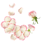 玫瑰花瓣PNG