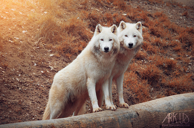 White Wolves by Arku...