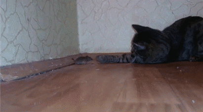 猫和老鼠~之现实版。