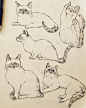 猫咪线稿绘画图片