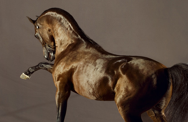 The Arabian Horse - ...