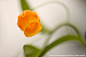 提灯百合【Sandersonia aurantiaca（chinese-lantern lily）】