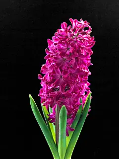 风信子壁纸_百度图片搜索
http://image.baidu.com/search/wiseala?tn=wiseala&amp;ie=utf8&amp;from=ala&amp;fmpage=search&amp;fm=rs6&amp;word=%E9%A3%8E%E4%BF%A1%E5%AD%90%E5%A3%81%E7%BA%B8&amp;oriquery=%E9%A3%8E%E4%BF%A1%E5%AD%90%E5%9B%BE%E7%89%87&amp;pos=rsmiddle13&amp;hs