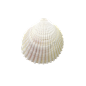 shell 91