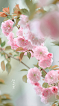 #随手拍春天##遇见春光##我家的春天##微博摄影大赛##遇见美好##我拍春天##最南京，全民拍# 
小区里的晚樱，小小的一棵，各种避楼房角度，拿着长焦蹲地上拍，我辛苦了 ​​​​