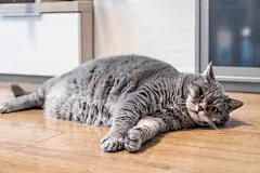 点击来源直接获取大图文件 |fat British cat lies on the living room floor and takes