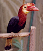 Walden's Hornbill (Aceros waldeni), also known as the Visayan Wrinkled Hornbill, Rufous-headed Hornbill or Writhed-billed Hornbill, is a critically endangered species of hornbill living in the rainforests on the islands of Negros and Panay in the Philippi