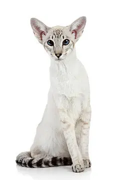 点击来源直接获取大图文件 |东方蓝点暹罗猫