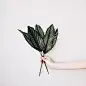 #plants