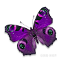 紫色蝴蝶叫什么的搜索结果_百度图片搜索