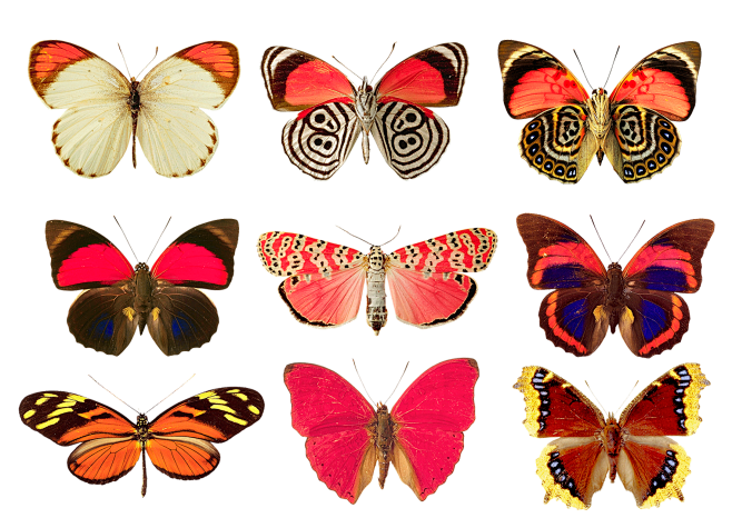 Butterflies png by A...