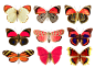 Butterflies png by AbsurdWordPreferred