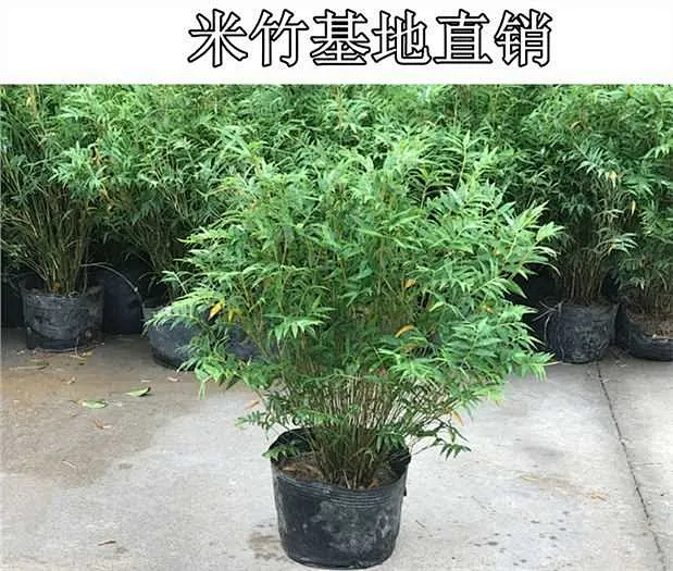 室内盆栽米竹苗凤尾竹观音竹山水微型盆景竹子庭院假山观赏竹子-淘宝网-花瓣网