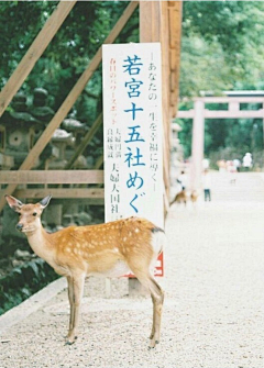 陌路行采集到鹿先森