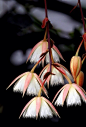 水石榕Elaeocarpus hainanensis