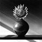 花的摄影作品 | 罗伯特·梅普尔索普（Robert Mapplethorpe，1946~1989）为美国著名艺术家，从1970～1980年拍摄了不少有争议的单一影象黑白照片（感兴趣的同学可以查一下，挺刺激），他也拍摄过其它主题为花卉、肖像的作品。