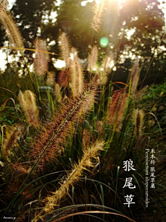 辰璇1207采集到花与花海