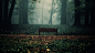 bench fog nature trees wallpaper (#2462738) / Wallbase.cc