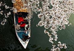 SAKURA祭采集到sakura