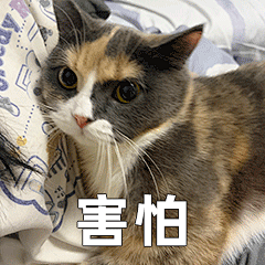 猫咪 怂 表情包07