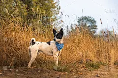 巴桑吉犬在茁壮成长的田野里美丽的照片壁纸动物用手帕