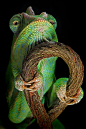 A veiled chameleon by Igor Siwanowicz