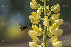 大黄蜂,羽扇豆,自然,蜜蜂,禅宗,得克萨斯羽扇豆,社会意识符号,春夏系列,留白,授粉