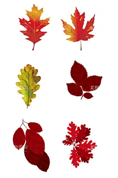 手绘枫叶  - 源文件下载【酷图网】秋天,树叶,水彩树叶,手绘树叶,树叶插画,秋天枫叶,手绘枫叶,卡通树叶,