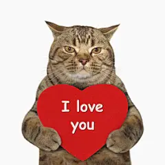 点击来源直接获取大图文件 |英俊的猫抱着一颗大红心。上面写着“我爱你”。白色背景。
