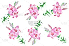 百合花,白色背景,分离着色,复活节,一个物体,背景分离,浪漫,壁纸,小的,春天