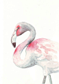 Flamingo Watercolor... Yes?: 