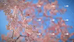 大韩民国 安东 韩国 旅行 花壁纸 亚洲 文化 历史 旅游
