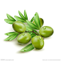 植物素材png