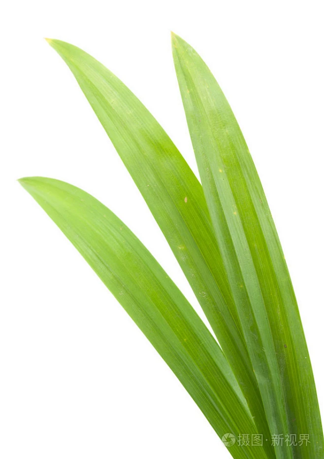 特写绿色新鲜香兰叶-花瓣网