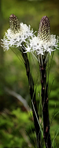 熊人草  Beargrass