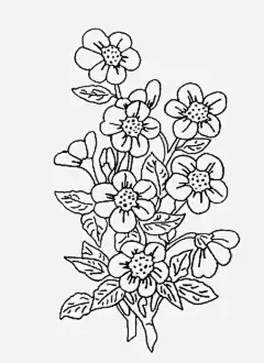素描小雏菊_新图网 https://ixintu.com 素描 花丛 小雏菊 黑白