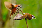 Photograph Streak-breasted Scimitar Babbler by Sue Hsu on 500px