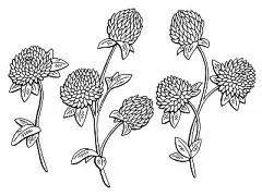三叶草花图形黑白孤立素描插图矢量插画图片
