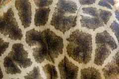 真皮长颈鹿皮，有浅棕色和深棕色斑点。