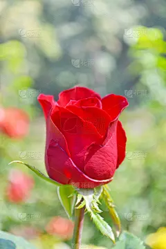 玫瑰,特写,红色,垂直画幅,美,贺卡,芳香的,符号,夏天,仅一朵花