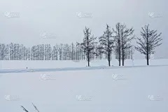 北有雪山和落叶松