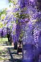 "FUJI" Wisteria floribunda (by ai3310X)