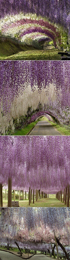 槐花飘香时2013采集到唯美