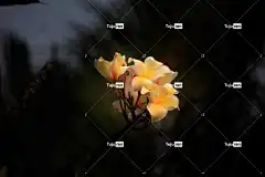 素馨花 姜黄色百合花 花朵 盛开 花卉背景 自然 植物 花壁纸