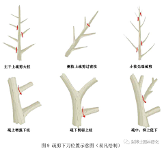 彗心呀采集到植物养护