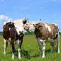 two cute cows on a summer pasture in a sunny day