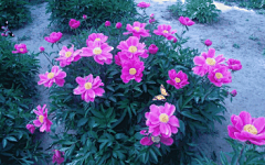 动态蝴蝶手机壁纸 图_百度图片搜索