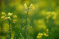 铁勺猫采集到油菜花